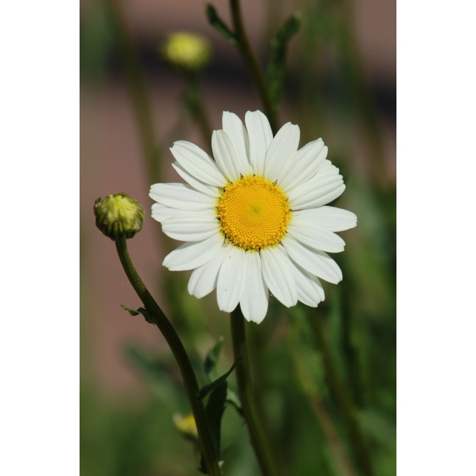 Ромашка: універсальна рослина, яка заспокоює, лікує і надихає