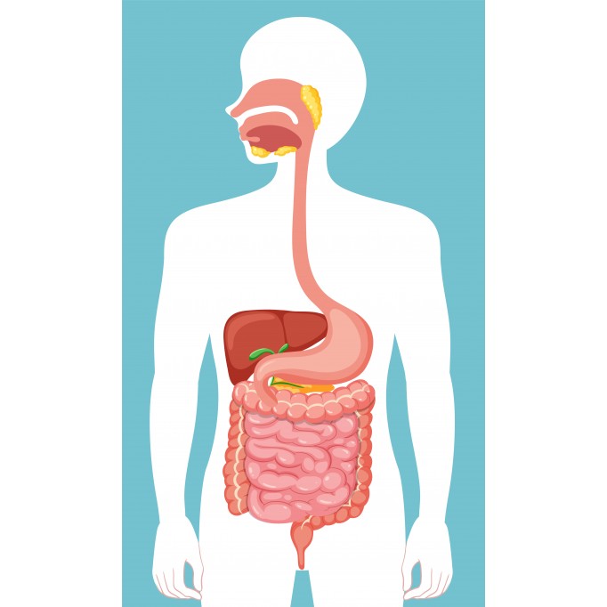 Як підтримати роботу підшлункової залози: поради для тих, хто любить смачне життя