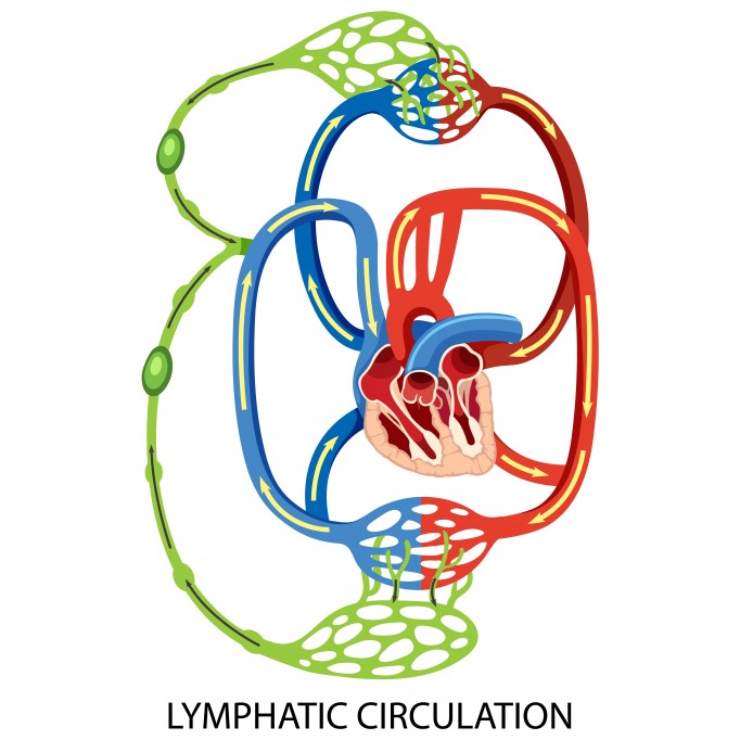 Лімфатична система: таємний герой вашого тіла, про якого ви забули