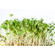 Все для пророщування