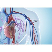 Здорове серце і судини